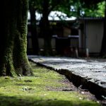 全国の神社を統括する「神社本庁」とは